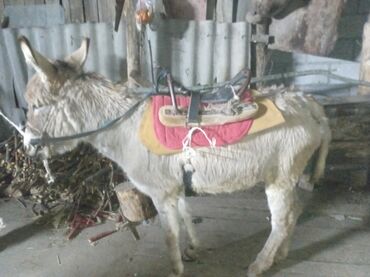 Другие с/х животные: Осёл рабочего ешек сатылат срочно улагы уйуру 💯💯💯 араба тартат жорго — 3