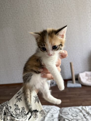 кошка бишкек: 1 месяц, Девочка, Приучена к лотку, Проглистована