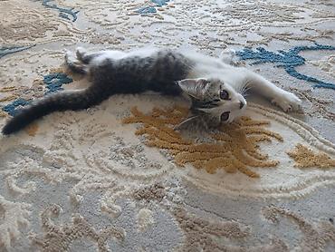 кошки сиамская: Котёнок в добрые руки. Милый домашний котёнок с бело-серым окрасом и — 3
