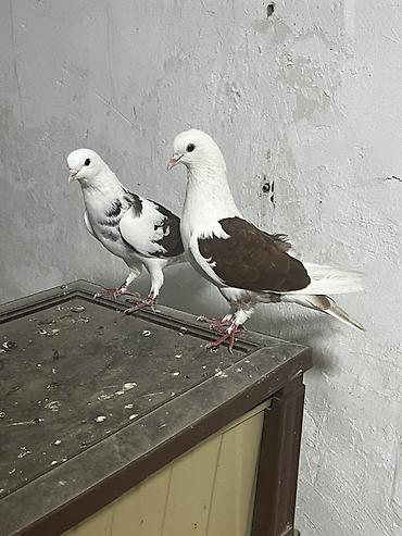 goyərcin yuvalari: Hazır cüt bakı quşları qan qırmızı çəplərdi 
təzə cüt vurmuşam — 1