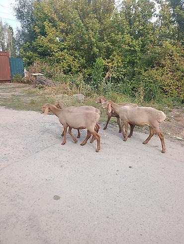 собака жалал абад: Сатам | Козу | Арашан | Асыл тукумдуу — 3