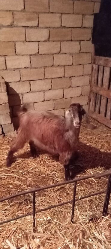 Keçi, çəpiş: Super təmiz qan hələb keçisi. Birinci qarın doğacaq İNŞƏALLAH. Başı — 9