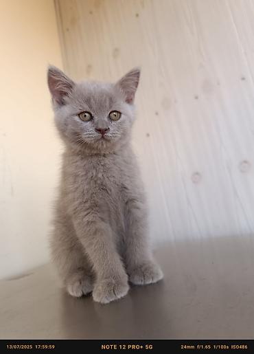 Pişiklər: Britan — 16