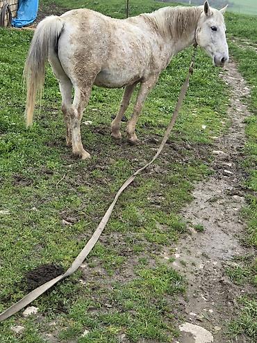 Atlar: Dişi, il: 7 — 12