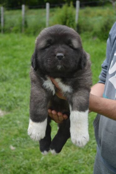 Psi: Odgajivačnica "Joxateam kennel" prodaje štenad Kavkaskog ovcara od — 12