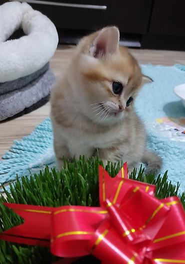 Pişiklər: Qızıl şinşilla, Erkək, Yaxşı əllərə, Ünvandan götürmə — 4