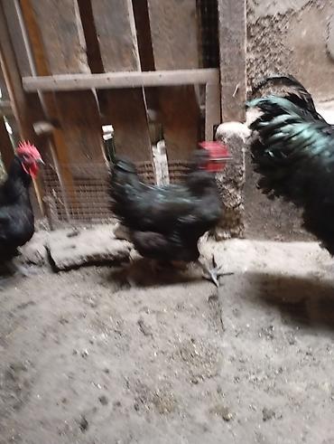 Куры, петухи: Продаю | Куры | Для разведения — 3