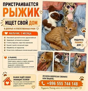 кошку: Отдаю котенка в добрые руки. Мальчик, ему три месяца. привит — 4