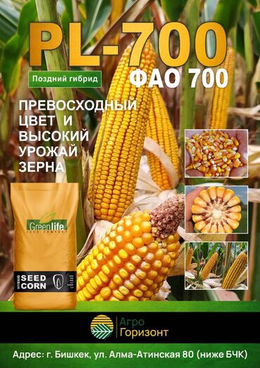 где купить пророщенную пшеницу: В наличии семена кукурузы PL-700 (ФАО 700) Поздний гибрид зернового