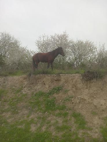 Atlar: Erkək, il: 5, Ünvandan götürmə — 12