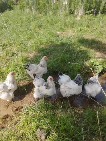 бишкектен уй сатылат: Продаются куры брамо 
и яйцо
