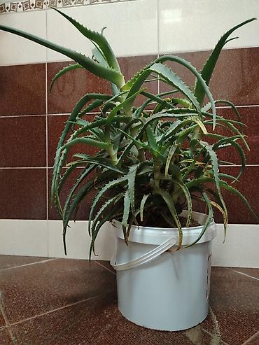 алоэ вера купить: Aloe vera (sukkulent) – dekorativ və faydalı ev bitkisi - Növ: Aloe — 1