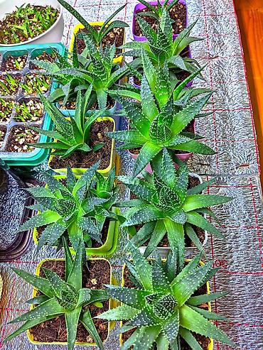 алоэ гулу: Aloe Aristata. Tək 3 manat. 2 və daha çox 2.50. 1-2 aylıqdılar. Böyük — 1