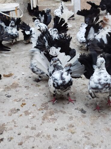 Göyərçinlər: Salam aleykum.Pavlin göyərçinləri satılır.Pavlinlərin sağlamlığına — 3