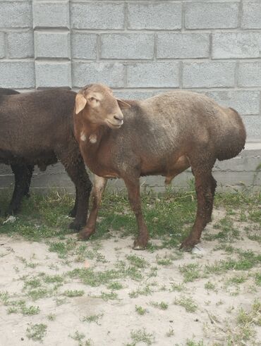 Бараны, овцы: Продаю | Баран (самец) | Арашан
