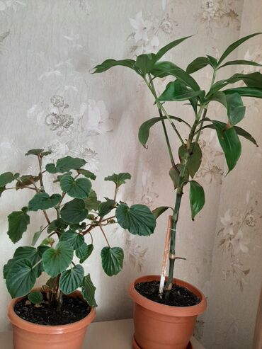 ciya toxumu ile ariqlama: Otaq ve balxon dibcek gùlleri.2 sinin de baximi çox sadedir.2si bir