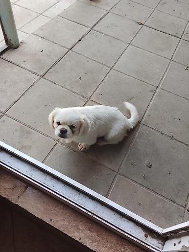 ev itleri satisi: Pekines — 1