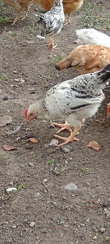 quş papuqay: Yerli çolpalar – cəmi 5 AZN! 🔥 🐔 Sağlam və keyfiyyətli 🌿 Təbii — 6