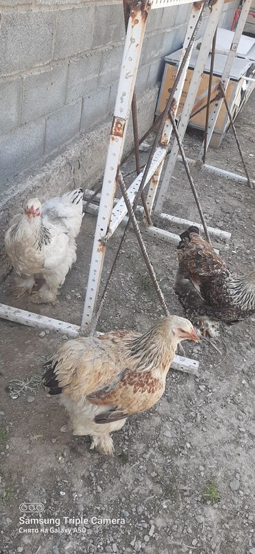 Птицы: Продаю суточных цыплят брама,белые
