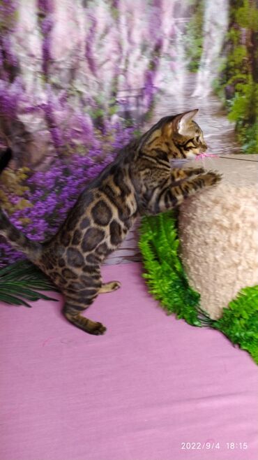 Продажа кошек: Красивейшая бенгальская кошечка 6мес. Профессиональный Питомник — 3
