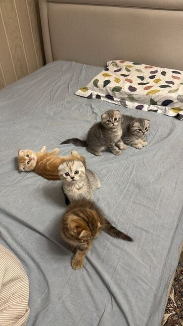скоттиш фолд шотландская вислоухая кошка: Скотиш Фолд (Шотландская вислоухая), 2 месяца, Мальчик, Серый, Приучена к лотку