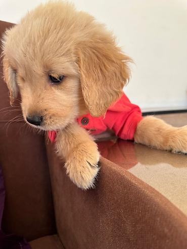 İtlər: Labrador-retriver, 1 ay, Erkek — 18