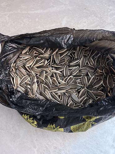 продаю картошку: Семечки сортом 63 китайский сорт есть примерно 30 тон — 1
