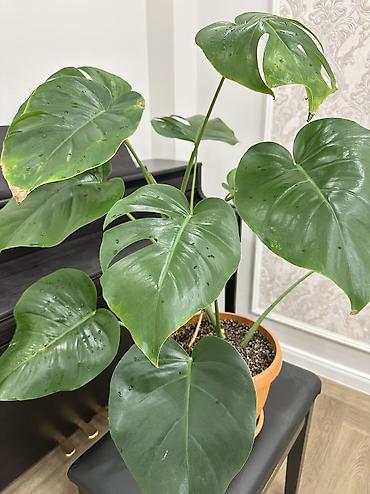 Монстеры: Монстера делициоза (Monstera deliciosa) в горшке - Эффектное — 9