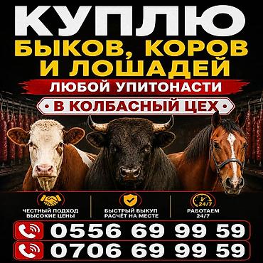 жом зил: Приедем в любое место в любое время — 1