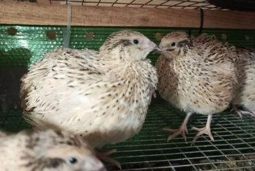 купить собаку для охоты: Перепёлки