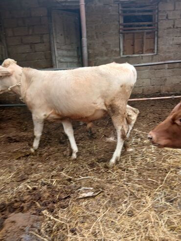 Inəklər, öküzlər: Danalar satılır damazlıq ve etlik unvan Bine qesebezi — 2