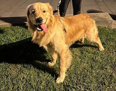 avcarka itleri: Retriever, 2 il, Erkek, Cütləşmə üçün, Pulsuz çatdırılma