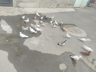 Quşlar: 27 quş satılır 140 manat gəncə təcili — 6