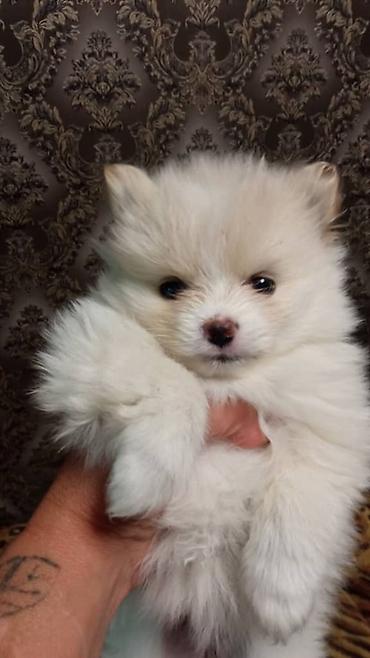 продажа шпица: Шпиц, 1 месяц, Самка, С прививкой — 3