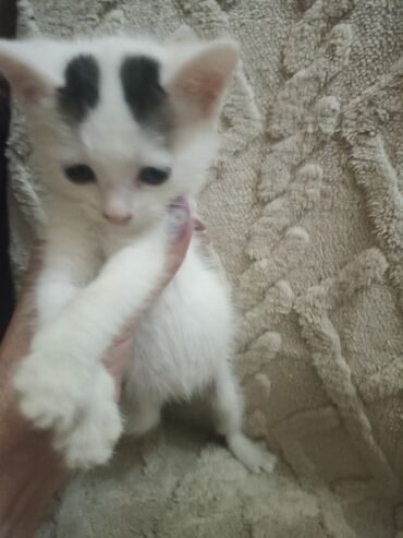 животные котята: Кошка даром: Беспородная, 1 месяц, Девочка, Проглистована