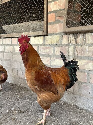 цыплята бройлеры бишкек: Продаются цыплята яйце-мясной породы, выведенной селекционно. Смесь