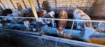 Dana, buzov: 4 erkey 1 dışı dana satiram.mallar Qusar rayonundadi.diri çekileri 210 — 6