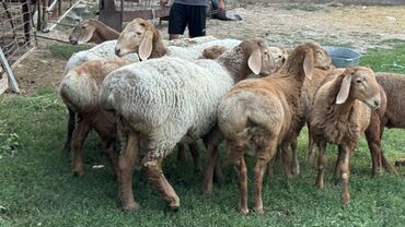 продам домик для кошки: Продаю кочкоров
Кочкорлор сатылат
Все вопросы по номеру телефона