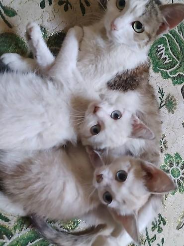 кошка мальчик: Котики 4 месяцев, очень игривые, любят людей, всё кушают, приучены к — 1