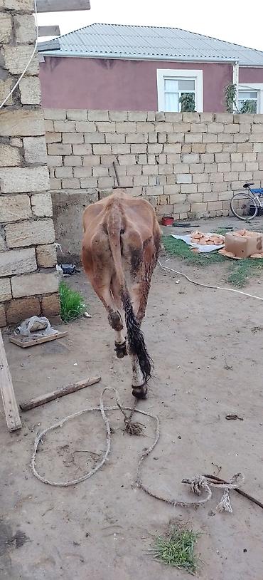 i̇nek: Bogaz inek 5 aylıq bogazdıgna 100 fayiz qarati verlir gel yoxlad apar — 3
