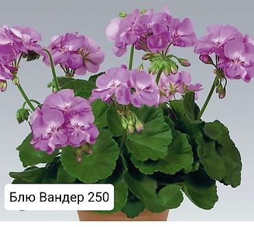 Герани и пеларгонии: Пеларгонии (герани) сортовые — детки в стаканчиках. Доступные сорта — 13