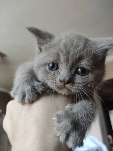 Pişiklər: Şotland yastı qulaq, Dişi, Erkək, Ünvandan götürmə — 15