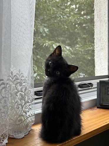 Продажа кошек: 🐱❤️ Малыши в поисках дома! Посмотрите на эти мордашки — каждому из них — 2