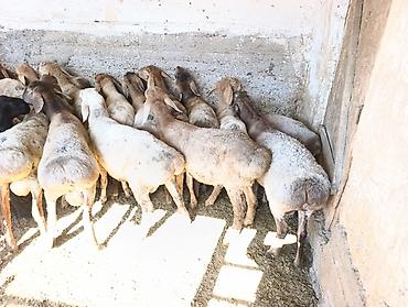 абиссинская кошка бишкек: Козу кочкорлор сатылат 22 баш баасы 450 мин — 2