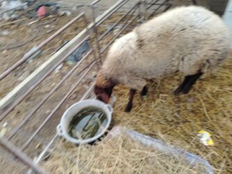 в добрые руки баку: Kökdü