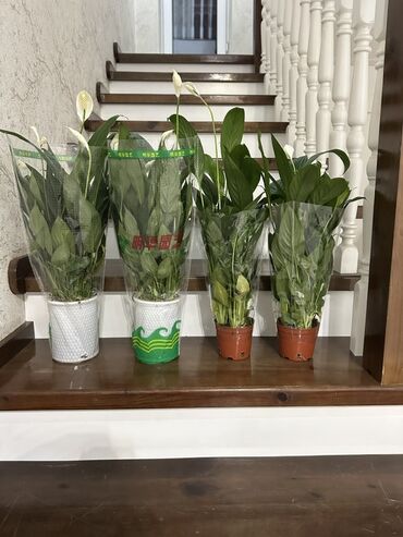 ножницы садовые: Спатифиллум (Spathiphyllum) в горшках. - Комнатные растения с белыми