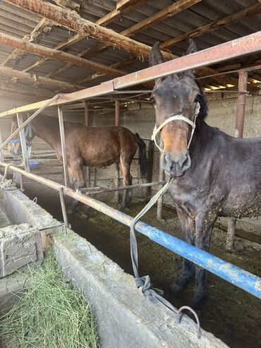 кошка скотиш фолд: Продаю | Кобыла (самка)