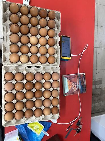 Куриные яйца пищевые, категория C1 - Тип: куриные яйца пищевые по