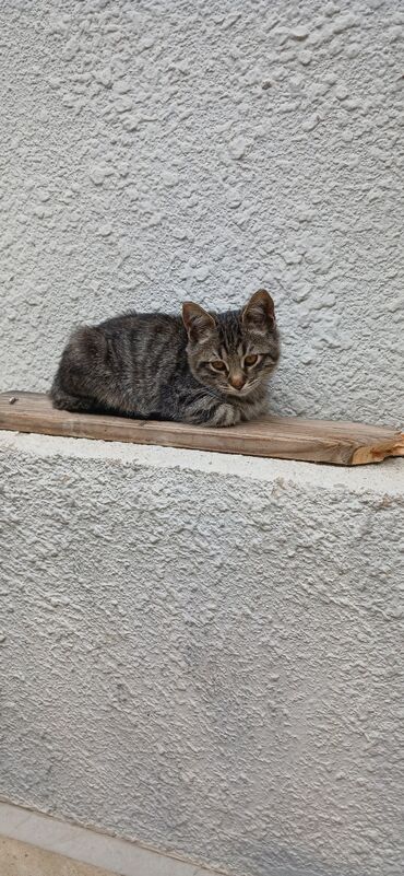 Gəmiricilər: Tabbi, Yaxşı əllərə
