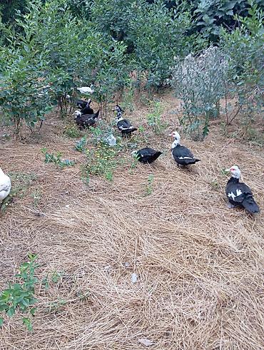 С/х животные и товары: Musk ördəkləri (indo ducks) – müxtəlif rənglərdə sürü 70 fərə 30 — 3